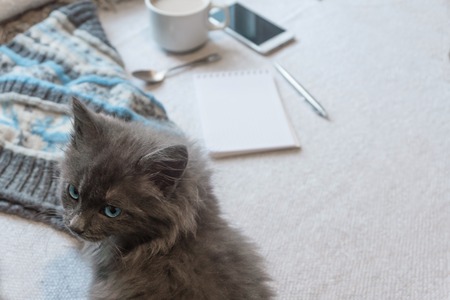 Gray fluffy kitten, coffee and a phone on a white surfaceの写真素材