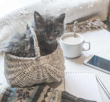 Gray fluffy kitten in a basket, coffee and a phone on a white surfaceの写真素材