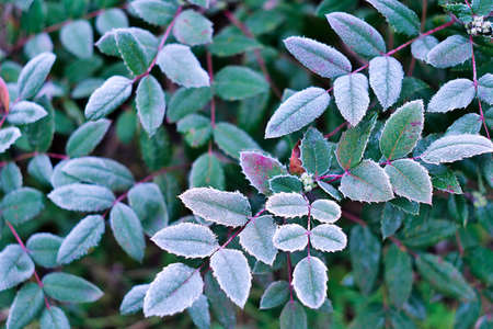 White hoarfrost on green leaves of mahonia