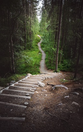 A path in a fairy forest in the twilight. Mystic light and haze in the distanceの写真素材