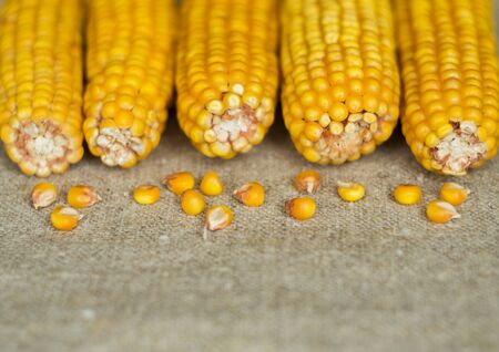Corn cobs and grains on a rough canvas
