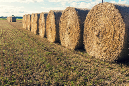 Round bales of straw on a fieldの写真素材