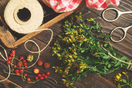 Drying medicinal plants tutsan. Retro styleの写真素材