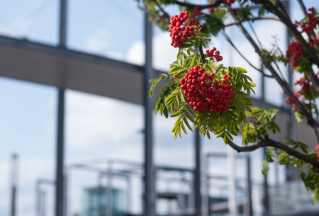 Bunches of red rowan on a background of a modern buildingの写真素材