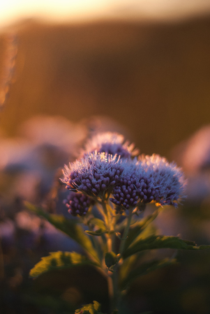 Meadow plants in the dew at dawn