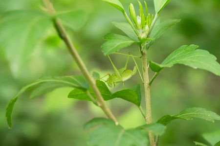 Bright green grasshopper on a hibiscus bush
