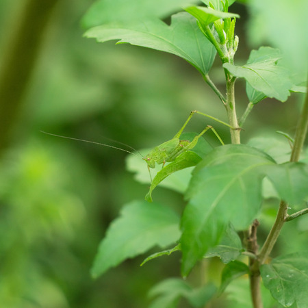 Bright green grasshopper on a hibiscus bushの写真素材