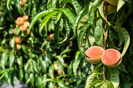 Harvest of ripe peaches on a treeの写真素材