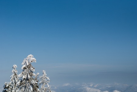 Snow-covered firs on the background of mountainsの写真素材