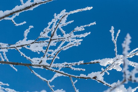 Hoarfrost and snow on the branches of trees in the winter forest