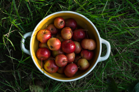 Ripe red small apples in a plateの写真素材