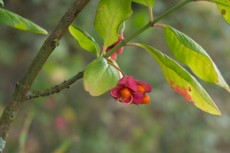 Berries of European spindle, Euonymus europaeus, is a deciduous shrub or small tree. Native to forests of Europeの写真素材