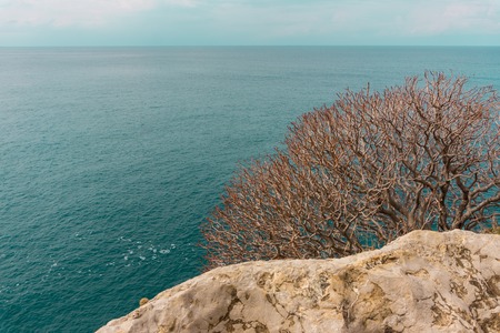 Dry bush on a rock against a blue seaの写真素材