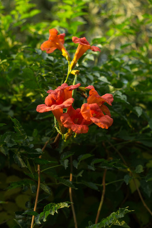 Orange flowers of blooming campsis, decorative garden plant, native of China and North Americaの写真素材