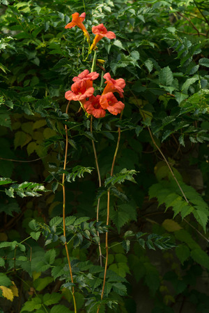 Orange flowers of blooming campsis, decorative garden plant, native of China and North Americaの写真素材