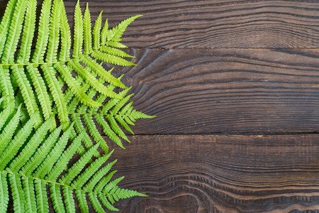 Background from green fern leaves on a dark wooden surfaceの写真素材
