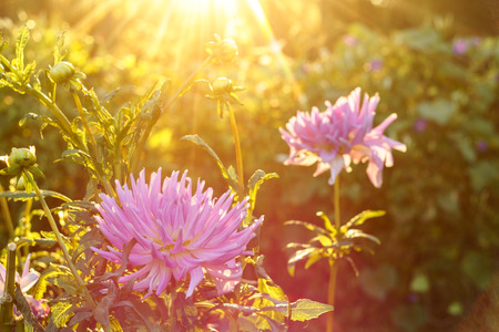 Pink dahlia flower on the bush in the setting sun, closeupの写真素材