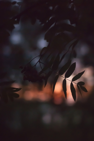 Silhouette of bunches of rowan on a blurred pink sunset backgroundの写真素材
