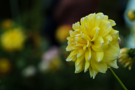 Yellow dahlia flower on the bush, closeupの写真素材