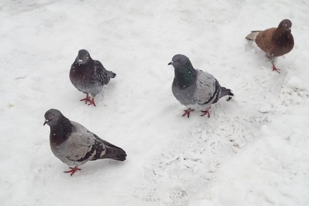 Pigeons in the snow in winterの写真素材