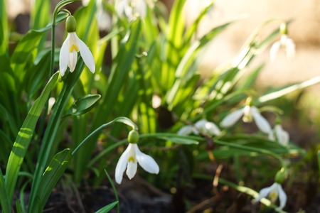 White snowdrops lighted by the sunの写真素材