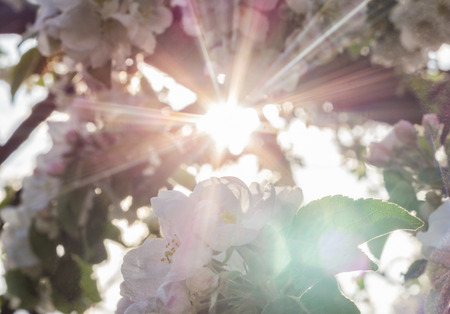 Sun rays through a flowering apple tree branchの写真素材