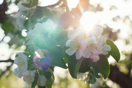 Sun rays through a flowering apple tree branchの写真素材