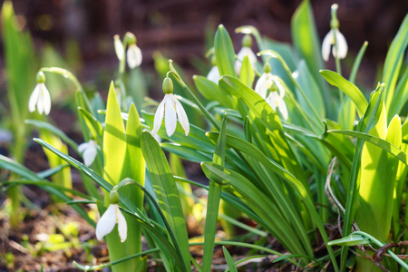 White snowdrops lighted by the sunの写真素材