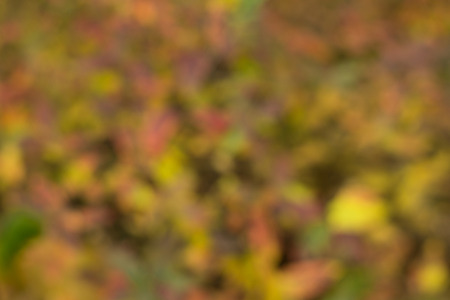 Blurred background of yellow and red autumn leaves