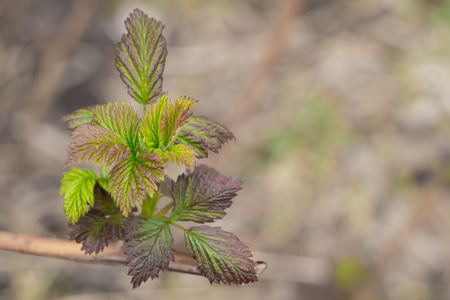 First young green leaves on a currant bush in springの写真素材