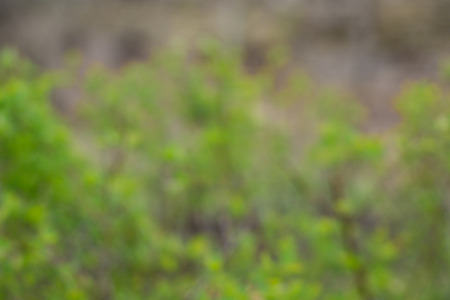 Blurry background of green bushes in garden or parkの写真素材