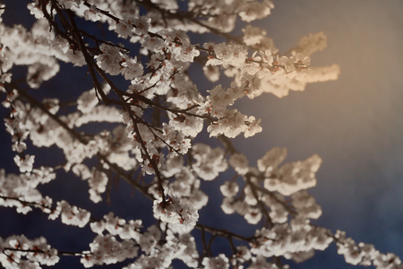Flowering apricot tree branches against the blue evening skyの写真素材