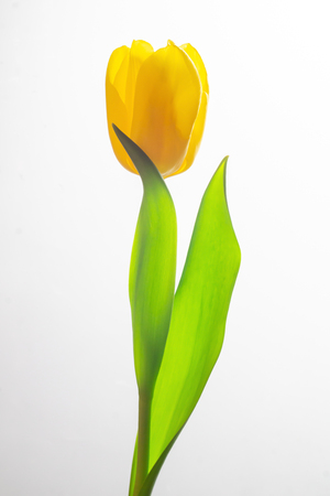 One yellow tulip on a white backgroundの写真素材