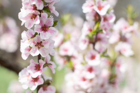 White and pink flowers on the branches of nanking cherry in springの写真素材