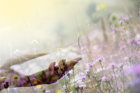 Female hand holding a smartphone against the background of a blooming meadow. Double exposureの写真素材