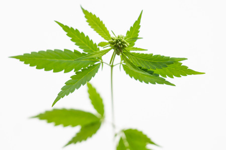 Young green leaves of hemp sprouts on a light backgroundの写真素材