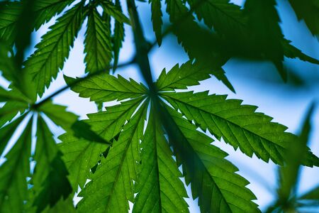 Green hemp leaves on a bush