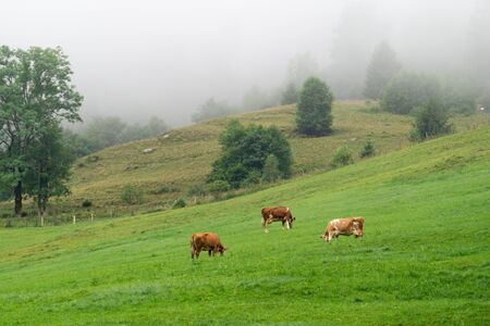 Cows graze in an alpine meadow with fresh green grass in the morning fogの写真素材