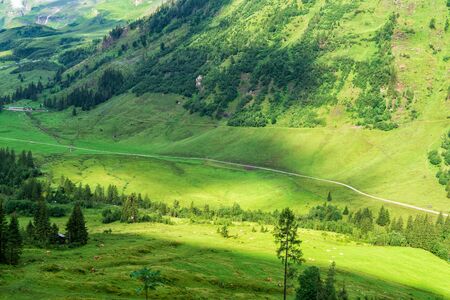 Alpine valley with frash green grass and grazing cows in the distance, Austriaの写真素材