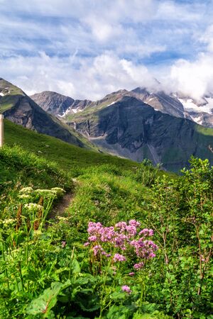 Blooming alpine meadow on a background of mountains in the clouds. Austrian Alpsの写真素材