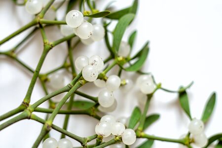 Mistletoe branch with green leaves and white berries on a white background. Close-up