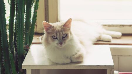 Beige fluffy domestic cat lies near the window