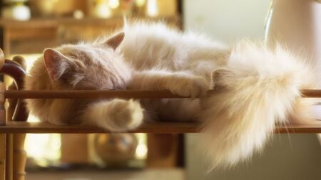 Beige fluffy domestic cat sleeps on a vintage shelfの写真素材