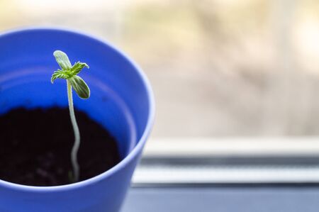 Growing hemp on the windowsill. Sprouted cannabis in blue cup