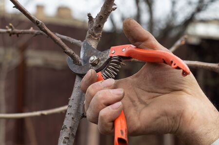 A man cuts tree branches by pruner in spring