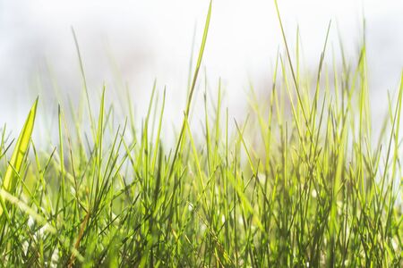 Fresh green grass lit by sunlight. Close-up. Floral background
