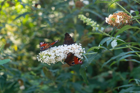 Lot of European peacock butterfly on white flowers of summer lilacの写真素材