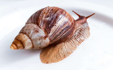 Giant African land snail isolated on whiteの写真素材