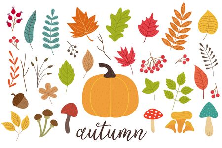 Set of autumn plantsのイラスト素材