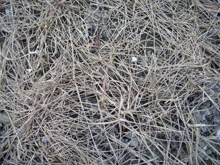 dry grassの写真素材